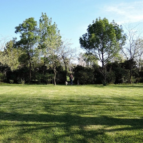 beau jardin arboré avec pelouse verte