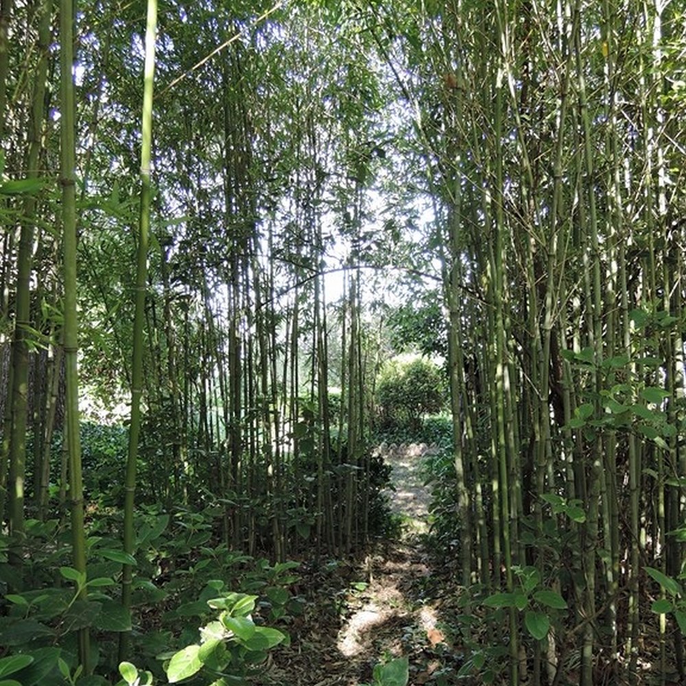 petite bambouseraie dans le jardin de la Villa de Labrugière Lacoste