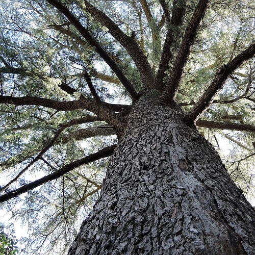 cèdre centenaire dans le jardin près d'Anduze 