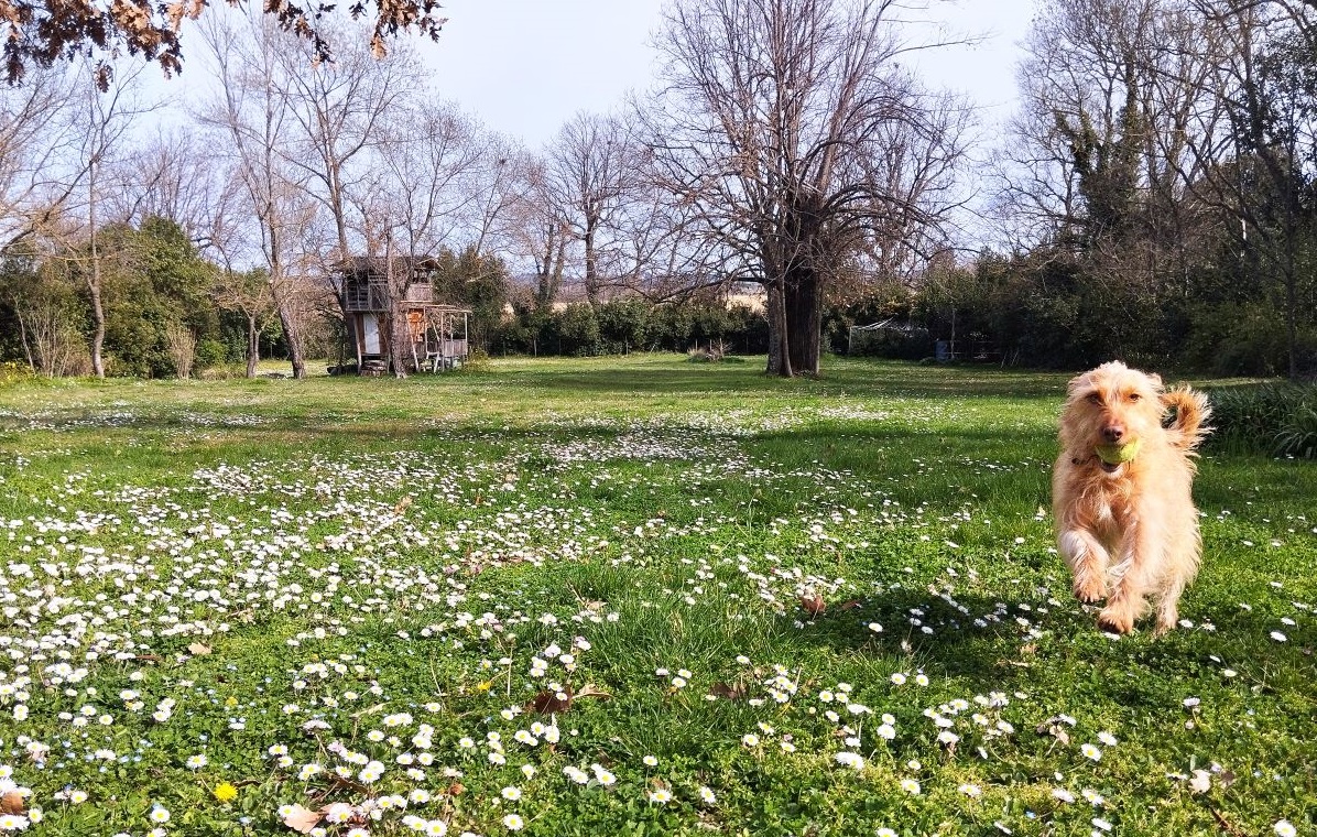 Chien chambre dans le jardin de la d'hôtes près d'Anduze
