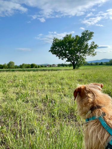 Balade autour de Canaules avec son chien